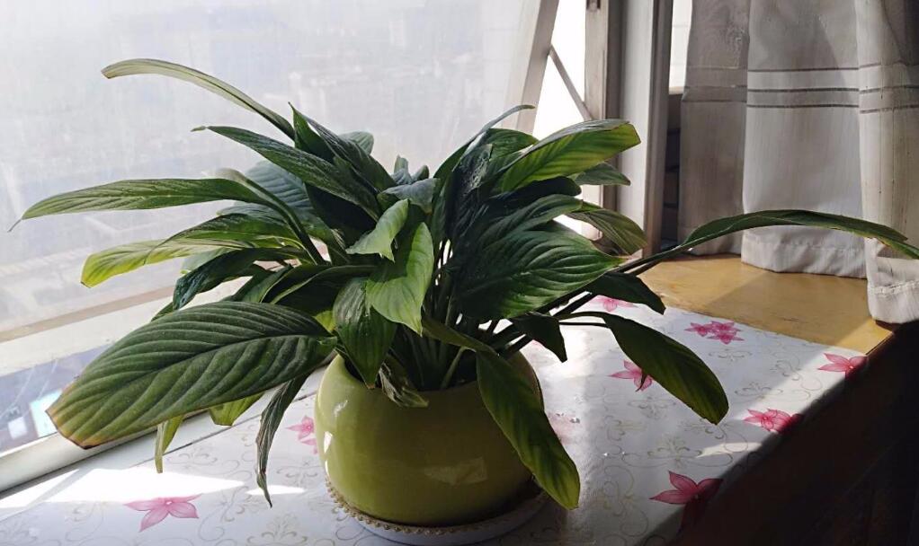 白掌的常见品种大全
