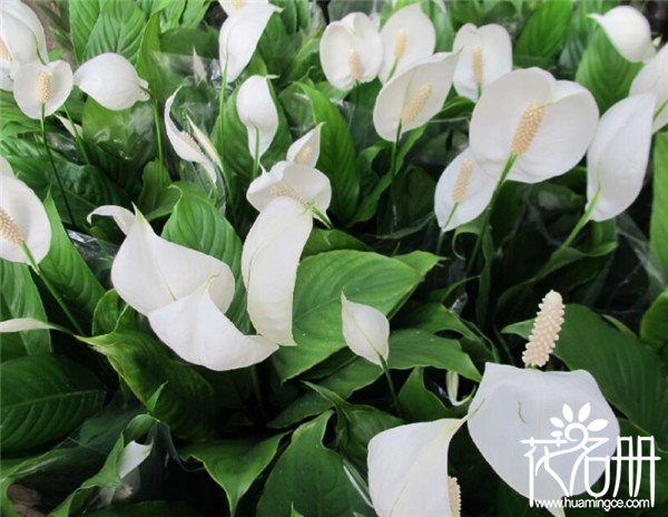 白掌什么时候开花，白掌的花期为5-8月份