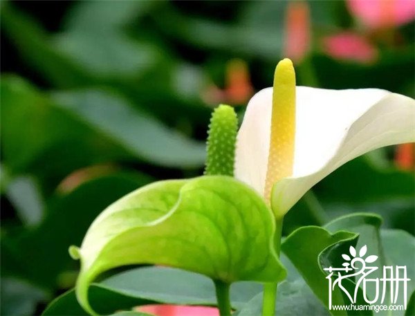 白掌什么时候开花，白掌的花期为5-8月份