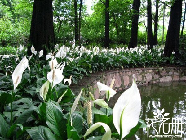 白掌什么时候开花，白掌的花期为5-8月份