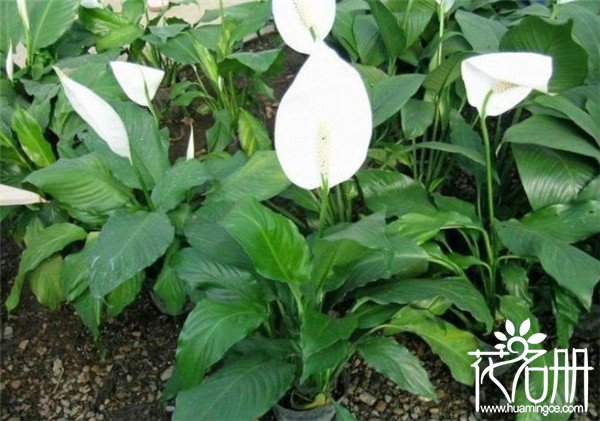 白掌什么时候开花，白掌的花期为5-8月份