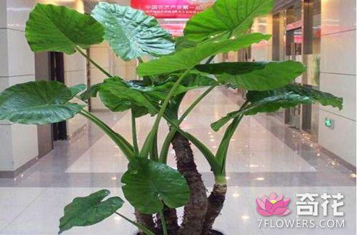 滴水观音的叶子不长的原因及解决方法