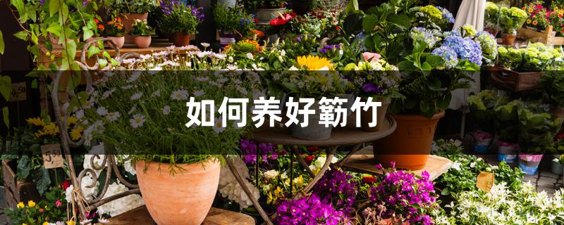 如何养好簕竹