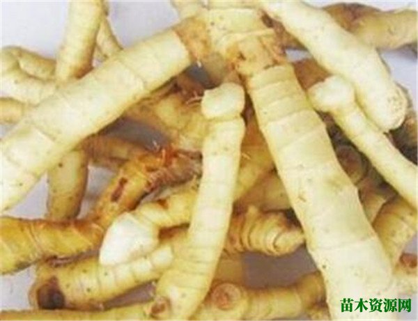 玉竹的功效与作用和吃法 玉竹多少钱一斤