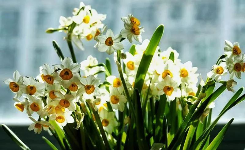 水仙花烂根的原因及解决方法
