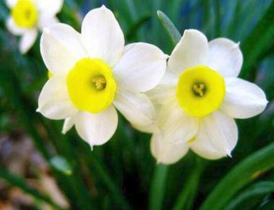 水仙花叶子发黄修剪方法