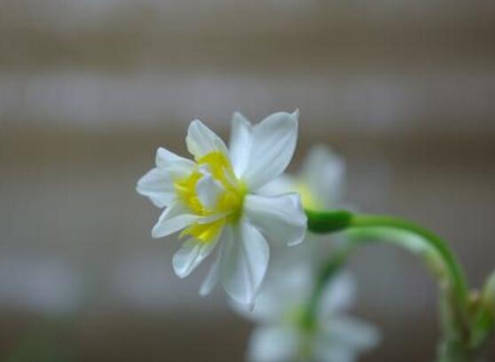 水仙花叶子发黄修剪方法