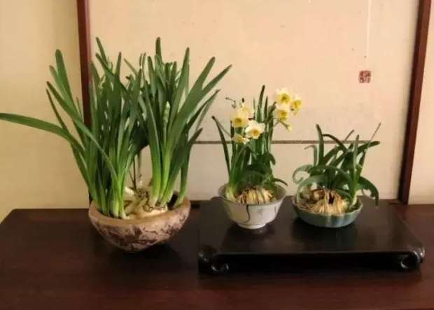 水仙花徒长的原因及处理方法 能掐叶子吗