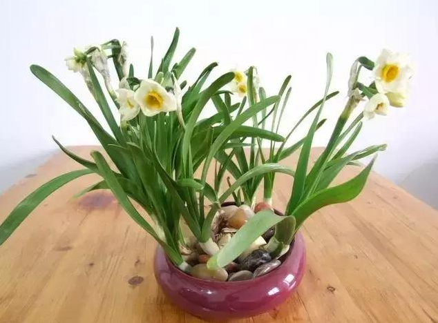 水仙花徒长的原因及处理方法 能掐叶子吗