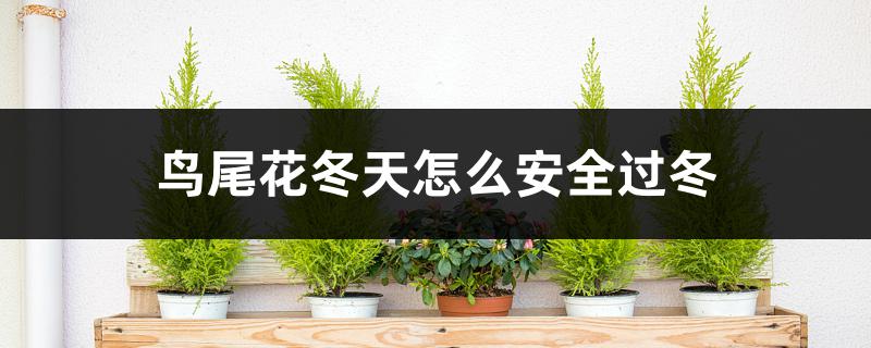 鸟尾花冬天怎么安全过冬，冬天会开花吗