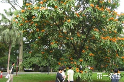 无忧花养殖方法和注意事项，无忧花开栽培种植技术