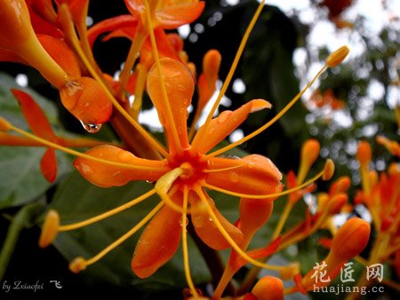 无忧花药用功效及其作用