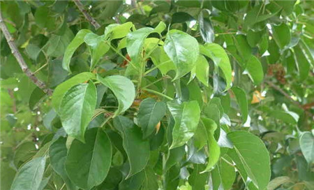 重阳木的虫害及其防治
