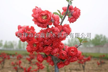 垂柳海棠盆栽图片