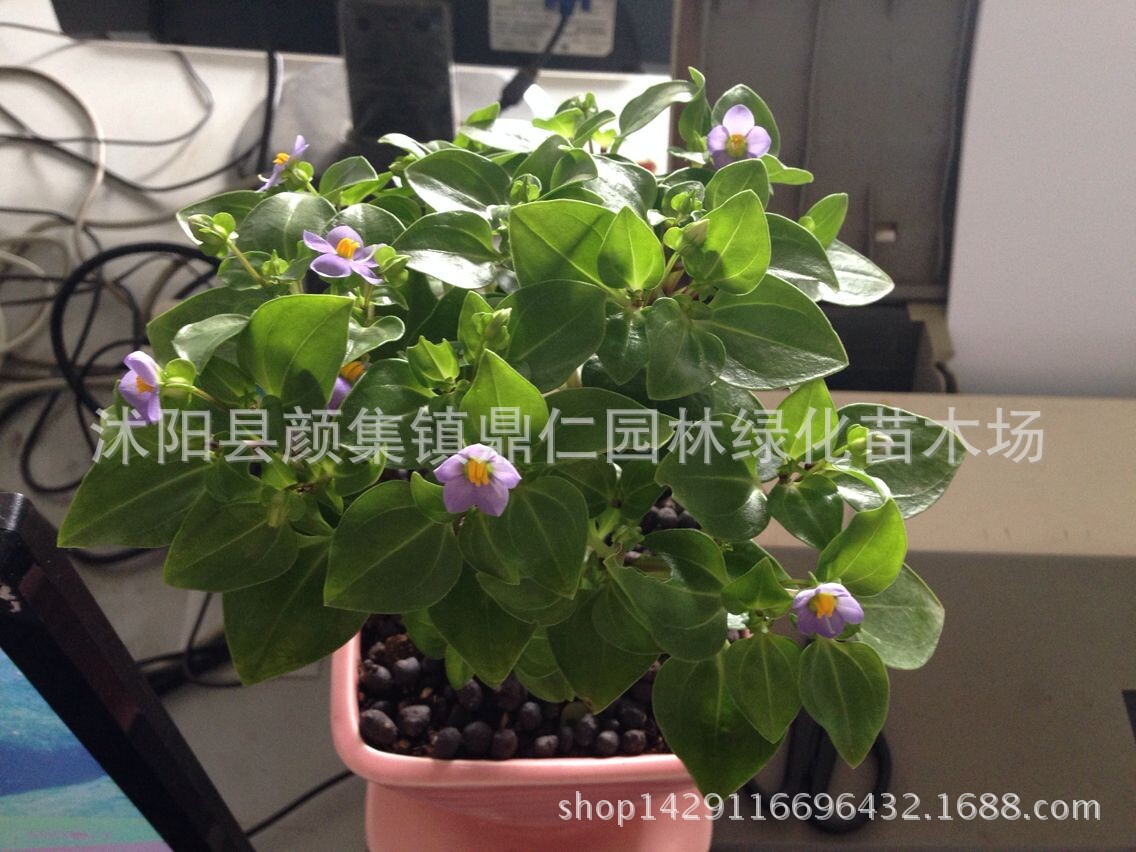 垂柳海棠盆栽图片