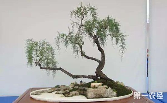 柽柳盆景的造型有哪些？柽柳盆景制作技术