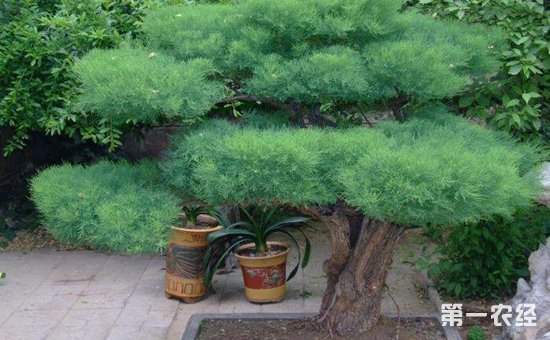 柽柳盆景的造型有哪些？柽柳盆景制作技术