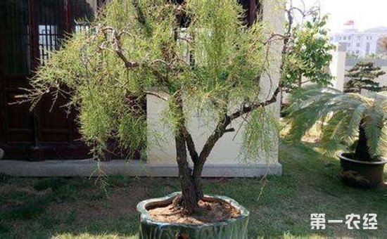 柽柳盆景的造型有哪些？柽柳盆景制作技术