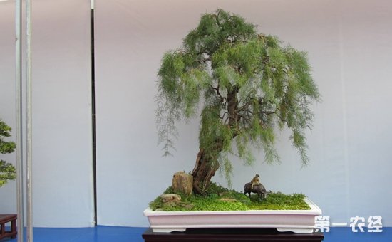 柽柳盆景的造型有哪些？柽柳盆景制作技术