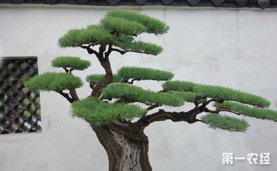 柽柳盆景的造型有哪些？柽柳盆景制作技术