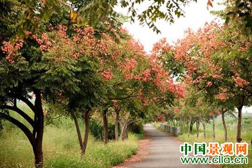 绿化栾树的整形修剪技术与方法
