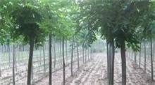栾树蚜虫的危害和防治方法