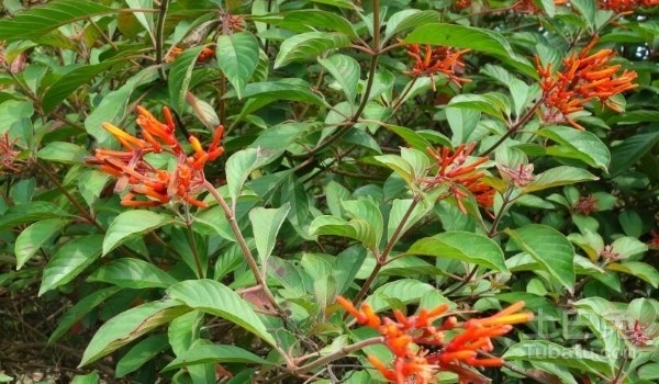 希茉莉图片  形态特征及种植介绍