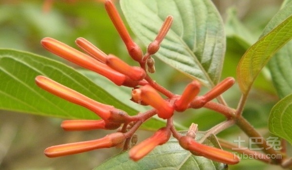 希茉莉图片  形态特征及种植介绍