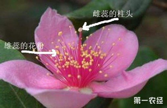 人工种植的桃金娘掉果怎么办？