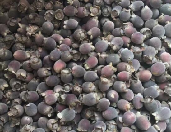 桃金娘为常绿灌木，花期4-5月，果实成熟8-10月。