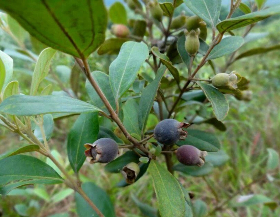 桃金娘为常绿灌木，花期4-5月，果实成熟8-10月。