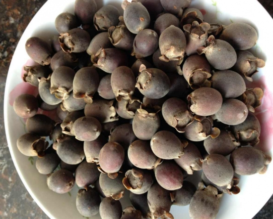 桃金娘为常绿灌木，花期4-5月，果实成熟8-10月。