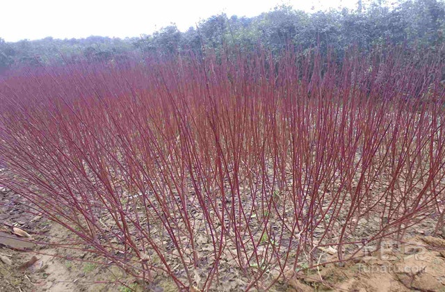 红瑞木简介及种植方法