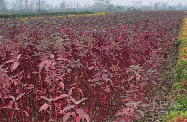 红瑞木简介及种植方法