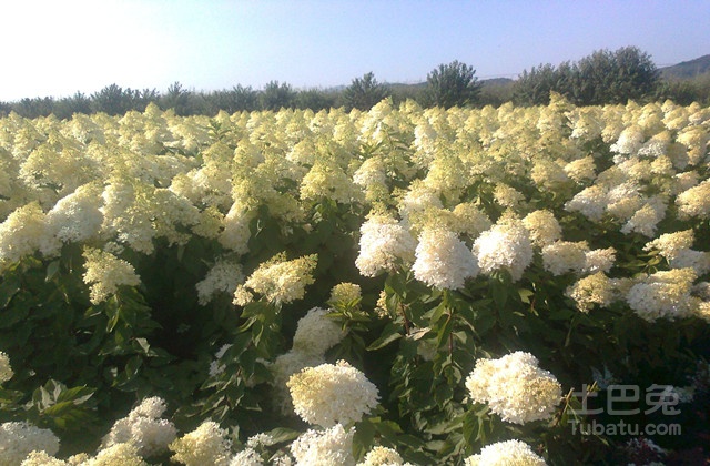 红瑞木简介及种植方法