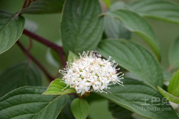 红瑞木简介及种植方法