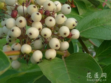 红瑞木的病害防治