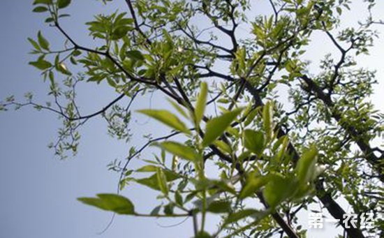 枣树怎么嫁接？5种枣树的嫁接方法介绍