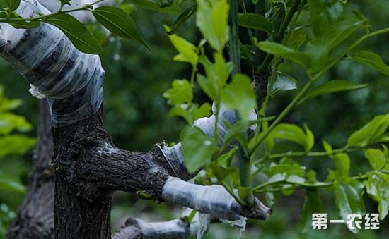 枣树怎么嫁接？5种枣树的嫁接方法介绍