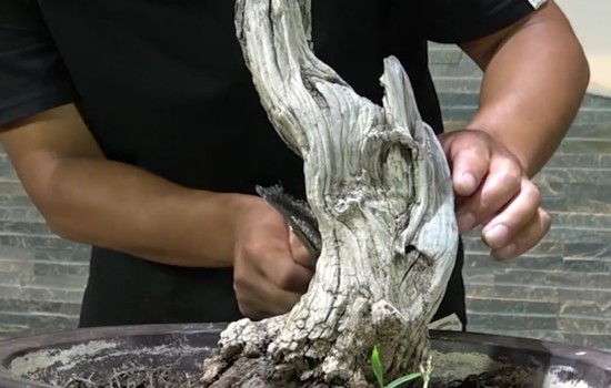 盆景也能化腐朽为神奇 枣树老桩舍利这样养护