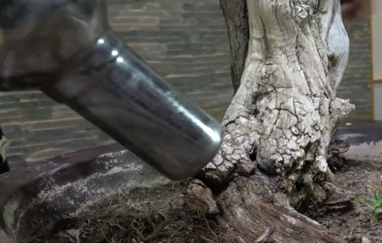 盆景也能化腐朽为神奇 枣树老桩舍利这样养护