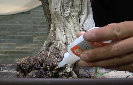 盆景也能化腐朽为神奇 枣树老桩舍利这样养护