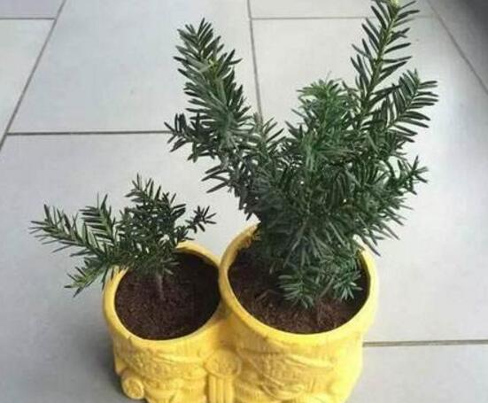 红豆盆景修剪方法