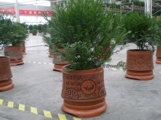 红豆盆景修剪方法