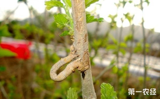 桑树虫害有哪些？桑树常见虫害的危害和防治方法