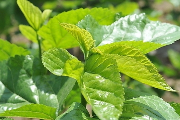 桑树野蚕的防治