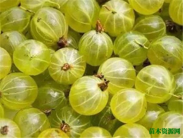鹅莓果多少钱一斤 鹅莓的功效与作用和种植方法