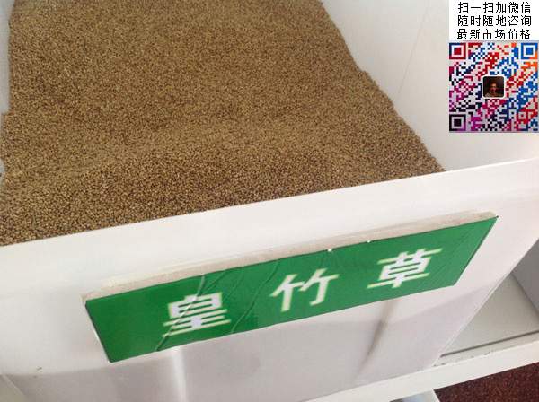 皇竹草养鹅新技术早知道！