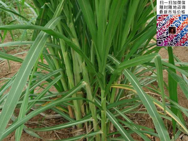 皇竹草养鹅新技术早知道！