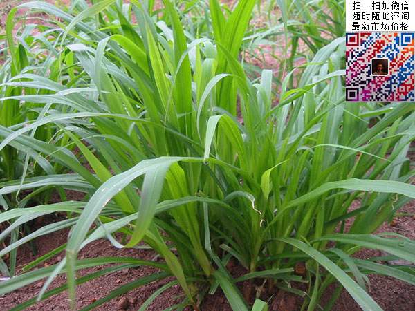 皇竹草养鹅新技术早知道！